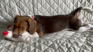 Beagle puppy