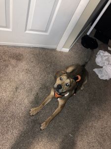 Fun loving playful puppy