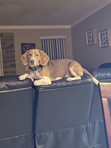 3 year old beagle - family dog