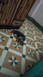 50 days old, female beagle for sale.