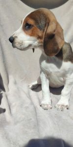 BEAGLE PUPPY