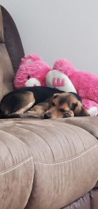 Beagle Puppy for Sale