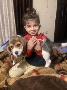 Sell for puppy beagle