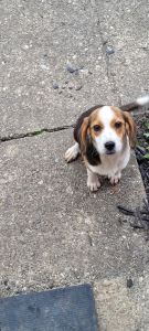 5 month female beagle house broken great with other dogs