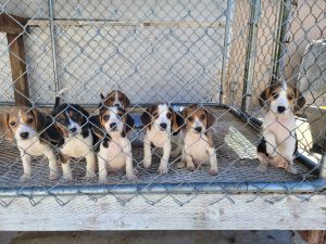 Beagle in los angeles