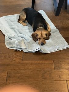 Male Beagle