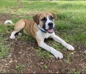 Beautiful puppy about five months old needs forever home.