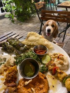 04 months old male beagle for sale in kochi