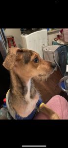 Fun, loving, Dog for Sale