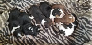 Beagle puppies for sale