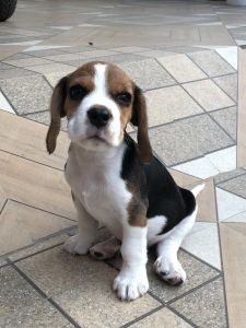 Beagle dog pure breed..6000 only