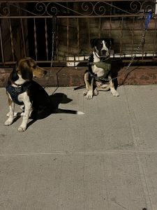 Uno looking for love pure Breed has all his shots