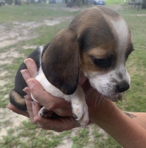 Beagle puppies