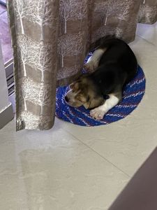 Healthy and pure Beagle 50days old