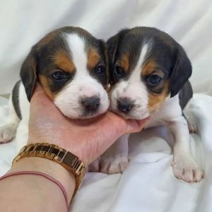 Beagle puppies for sale.