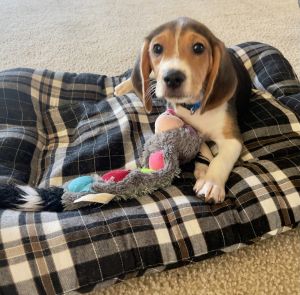 Full breed beagle