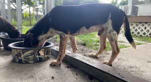 ‼️AVAILABLE ‼️ Hunter tracking beagle