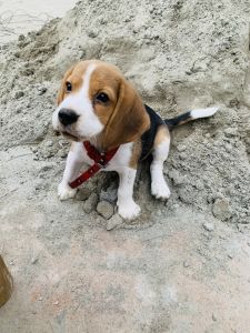 Beagle female puppy