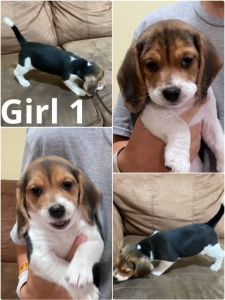 Beagle puppies