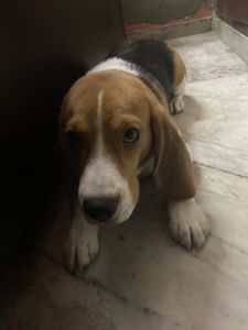 Beagal dog