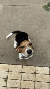 Pure breed Beagle puppy