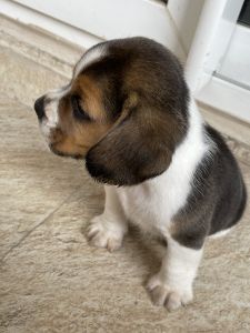 45 days old Beagle cute and active