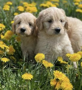 Labradoodle Puppies For Sale. Text me***