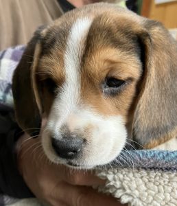 Beagle puppies