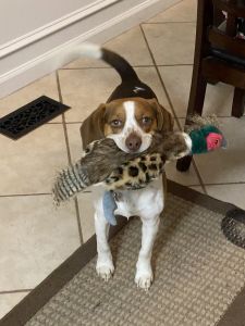 Beagle looking for a new Home
