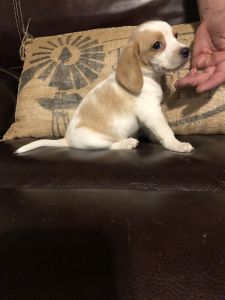 Beagle puppies