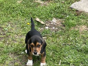 Pure Bred Beagle Puppies