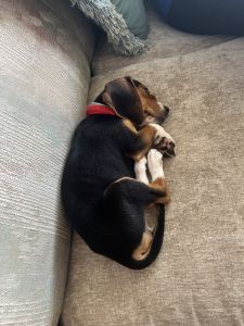 Female Beagle puppy