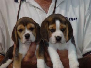 Beagle Puppies For Sale…