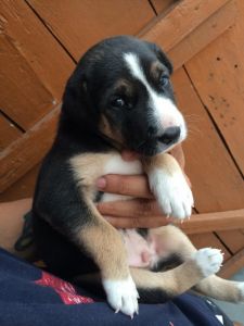 want to sel beagle puppy 1mnth old