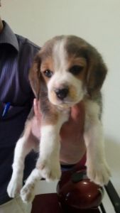 Beagle puppies for sale