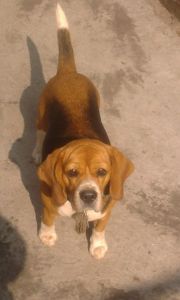 18 months old female beagle