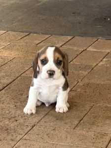Beautiful beagle puppies
