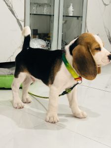 Show Quality Beagle Puppy For Sale