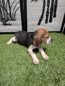 Tri color beagles