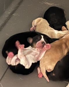 AKC Beagle Tricolor Puppies