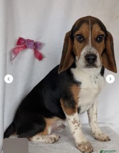 Beagle Male For sale 5 months old