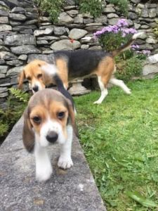 Male and Female Beagle Puppies Available