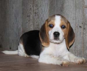 Beagle puppies