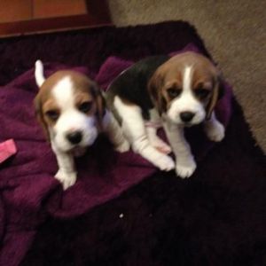 Beautiful Beagle Puppies