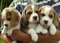 Beagles Puppies Ready Now