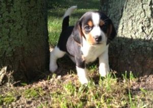 Top Beagle Puppies For Sale £250