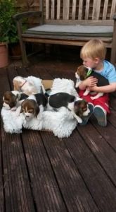 Beagle For Sale Call Or Text ***
