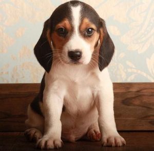 Potty Beagle Puppies for your home