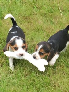 Beagle Puppies Kc Registered