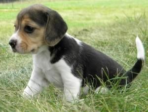 Beagle Puppies.(***) ***-***5